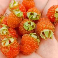 相见恨晚99669头像