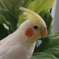 我一生气就炸鱼头像