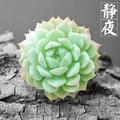从心开始153434447头像