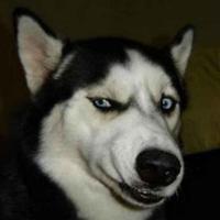 猪咪艺术字头像