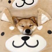 达尔文的猹的个人资料头像