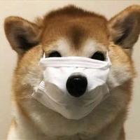 初恋找奥迪头像