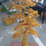 多彩芒果EAL头像