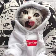 雅俗共赏813的个人资料头像