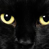 大头猫536头像