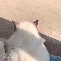 大迷糊的小确幸头像