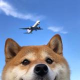 阿甘写正传头像