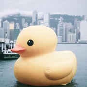 多吃鸭的个人资料头像