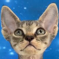 用户3447337129081头像