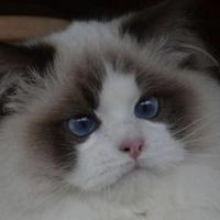 苏珊和猫咪的幸福生活头像