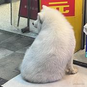 Muscle_General的个人资料头像