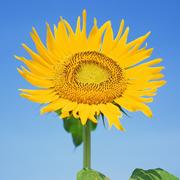 osDetach的个人资料头像