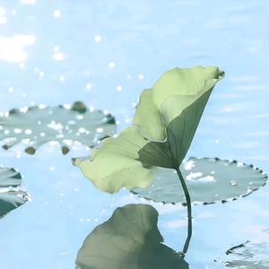 花开1287头像