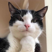 kale甘蓝的个人资料头像