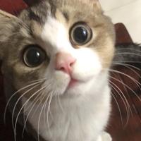 王火火追hui机头像