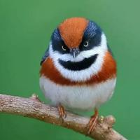 钱包是扁的头像