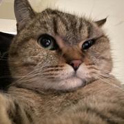 中下水平程序员的个人资料头像