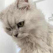 西红柿炒番茄啊的个人资料头像