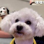 肉肉猪咪的个人资料头像