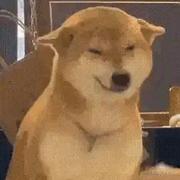 你码没了的个人资料头像