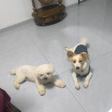 49petslover头像