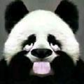 一个喜欢撸铁的熊猫头像