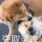 阿li嘎嘎的个人资料头像