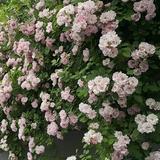 轩辕飞仙头像