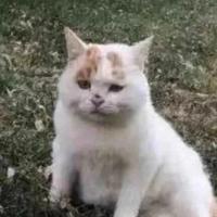 月野乔斯达头像