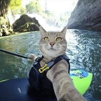 好奇害死猫头像