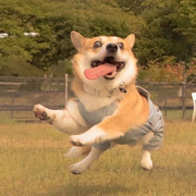 去美国偷石油的个人资料头像