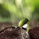 芽生三月的个人资料头像