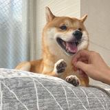 自己种花海头像