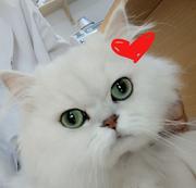 阿西小胖子的个人资料头像