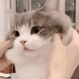 顽强小鱼iMd头像