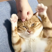 fires的个人资料头像