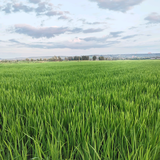 鸿运综合商店头像