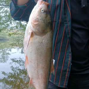 钓鱼风云榜头像