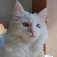 随机生成10头像