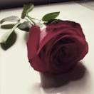 小白一只本尊的个人资料头像