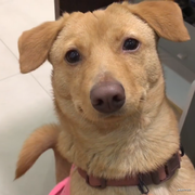 章鱼钻头的个人资料头像