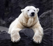 猿Young的个人资料头像