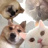 富婆不秃头头像