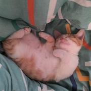 1ANG的个人资料头像