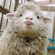 koala___W的个人资料头像