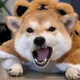 北执96826头像
