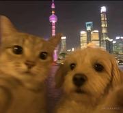 我有一个南瓜灯的个人资料头像