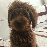 强哥120991916头像