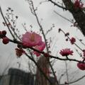 乘风破浪竹林听雨头像