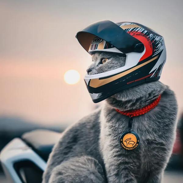 法系車视界头像